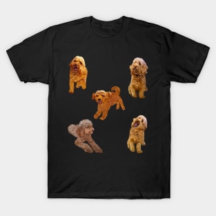 Cavapoo Cavoodle puppy pattern -puppies galore ! cute cavalier king charles spaniel T-Shirt